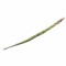 Sweetgrass πλεξούδα 60-70cm