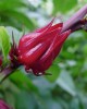 Ιβίσκος (Hibiscus) 30gr Βότανα - Ρίζες