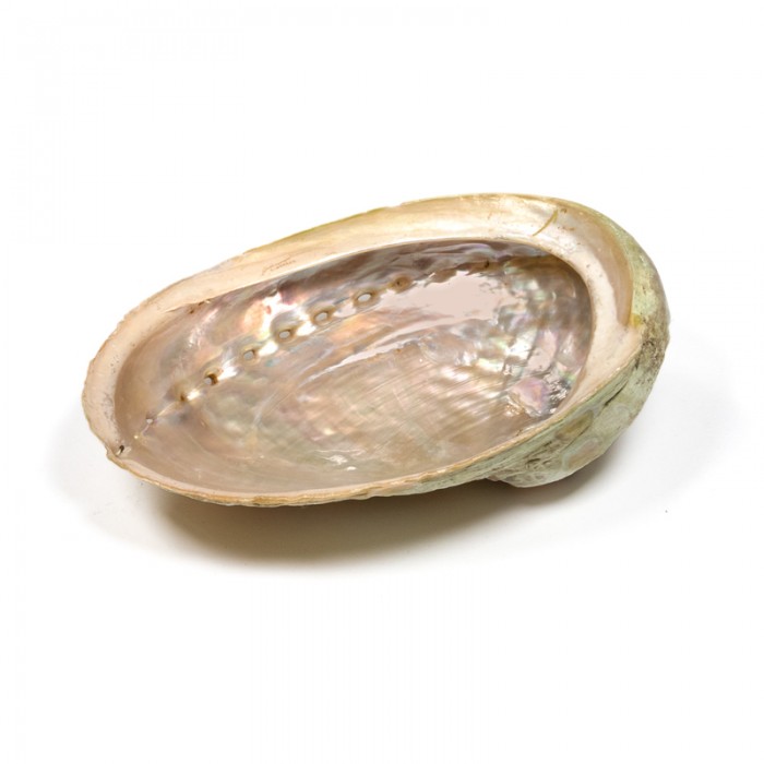 Abalone shell όστρακο 16-17cm Λιβανιστήρια - Θυμιατήρια