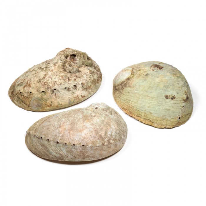 Abalone shell 10-11cm Βάσεις στικ
