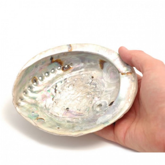 Abalone shell 10-11cm Βάσεις στικ