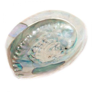 Abalone shell όστρακο 16-17cm
