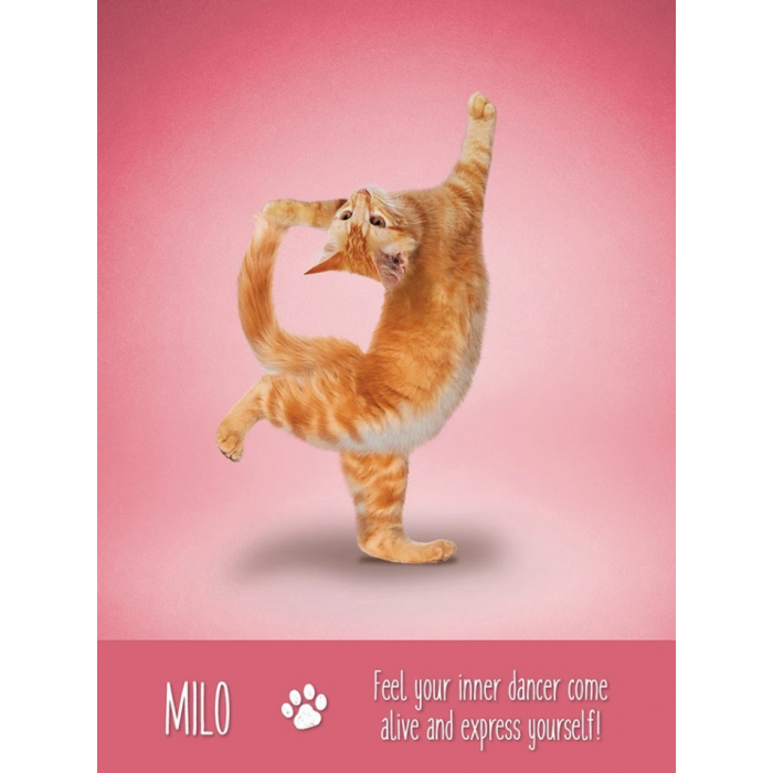 Yoga Cats Κάρτες Μαντείας