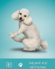 Yoga Dogs Κάρτες Μαντείας